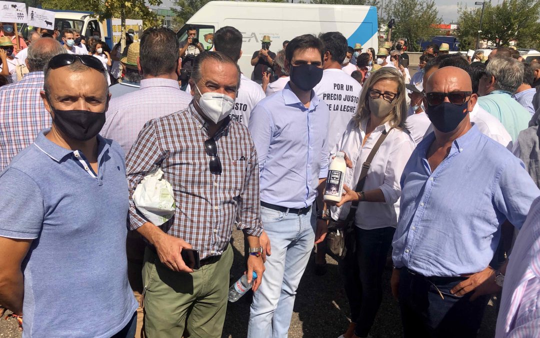 Merino exige a Page y Sánchez que tomen  medidas “urgentes” y apliquen la Ley de la Cadena Alimentaria para proteger a los ganaderos de vacuno de leche