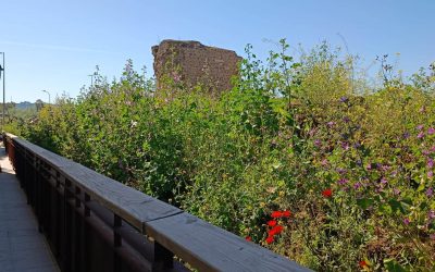 Higueruela: “Tres meses después de la denuncia del PP, Entretorres vuelve a ser una selva”