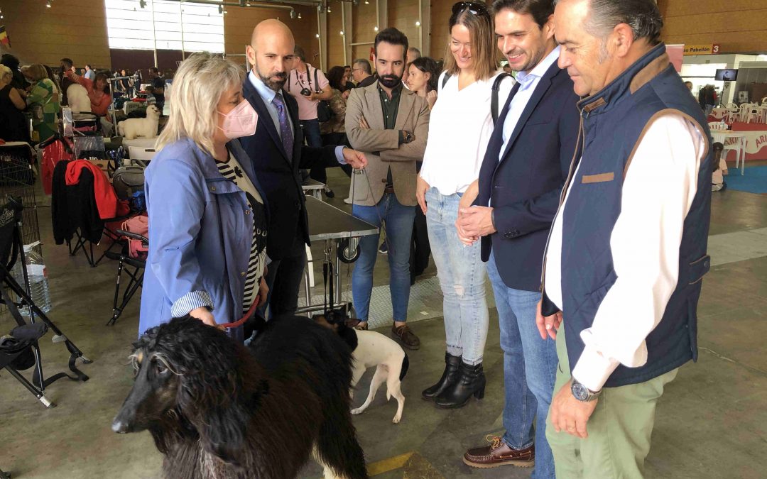 Serrano: “La alcaldesa debe oponerse a la Ley de Bienestar Animal, que pone en peligro la viabilidad de las ferias caninas”