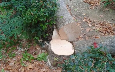 El PP pide a la alcaldesa explicaciones pormenorizadas de la tala de árboles aparentemente sanos en El Prado