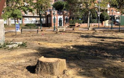 El PP insta al Gobierno de Agustina García a dar información rigurosa sobre la tala del Prado