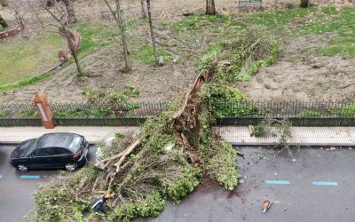 Delgado critica que la tala sin control del PSOE en el Prado provoca que árboles podridos se caigan y destrocen coches y los sanos se corten